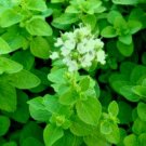 GG88 300 SWEET MARJORAM Seeds (Majorana hortensis) CULINARY & MEDICINAL Use Non GMO USA Warehouse