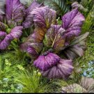 GG88 200 Osaka Purple Mustard Seeds Open Pollinated Non GMO Organic USA Warehouse