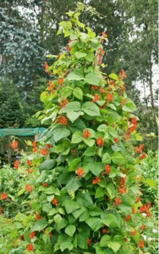 GG88 SCARLET RUNNER POLE BEAN 50 Seeds Ornamental & Edible! USA Warehouse