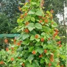 GG88 SCARLET RUNNER POLE BEAN 50 Seeds Ornamental & Edible! USA Warehouse