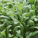 GG88 300 Mibuna Asian Leaf Mustard Seeds Open Pollinated NON GMO USA Warehouse