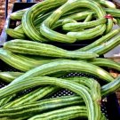 GG88 100 Plus Armenian Dark green Cucumber Seeds Open Pollinated NON GMO Organic USA Warehouse