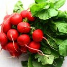 GG88 250 Plus German Giant Radish Seeds Open Pollinated NON GMO USA Warehouse