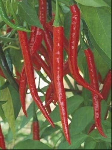GG88 100 Plus HOT LONG RED CAYENNE PEPPER Capsicum Annuum Seeds Non GMO USA Warehouse