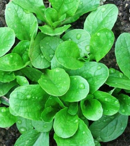 GG88 500 CORN SALAD( MACHE, LAMB'S LETTUCE) SEEDS Open Pollinated NON GMO Organic USA Warehouse