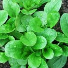 GG88 500 CORN SALAD( MACHE, LAMB'S LETTUCE) SEEDS Open Pollinated NON GMO Organic USA Warehouse