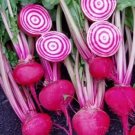 GG88 200 Plus Chioggi Beet Seeds Candy Stripe Open Pollinated NON GMO Organic USA Warehouse