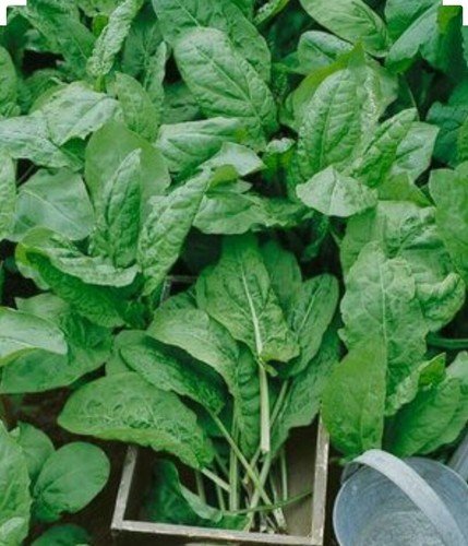 GG88 250 Plus Large Leaf Sorrel Herb Seeds  Non GMO Organic  Open Pollinated USA Warehouse