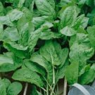 GG88 250 Plus Large Leaf Sorrel Herb Seeds  Non GMO Organic  Open Pollinated USA Warehouse