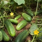 GG88 70 Plus National Pickling Cucumber Seeds Open Pollinated NON GMO Organic USA Warehouse