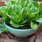 GG88 1000 ROMAINE LETTUCE Seeds Non GMO Open Pollinated Organic USA Warehouse