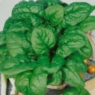 GG88 200 Bloomsdale Spinach Seeds Non GMO Open Pollinated Organic Cool Weather USA Warehouse