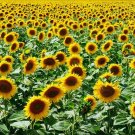 GG88 25 Mammoth Grey Stripe Sunflower Seeds Huge Giant Large Sunflowers Fresh USA Warehouse