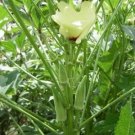 GG88 Clemson Spineless Okra 50 Seeds NonGmo Gumbo Lady'S Fingers Gombo Bendi USA Warehouse GG88 Clemson Spineless Okra 50 Seeds NonGmo Gumbo Lady'S Fingers Gombo Bendi USA Warehouse