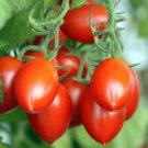 GG88 50 Roma Italian Tomato Seeds Heirloom NonGmo Fresh Us Seller USA Warehouse