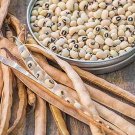 GG88 50 Blackeye Pea Black Eye Eyed Southern Cow Pea Vegetable Legume Seeds USA Warehouse