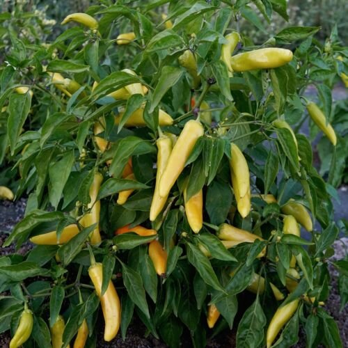 GG88 Hungarian Hot Wax Pepper Seeds 50 Hot Vegetable NonGmo Us Seller USA Warehouse