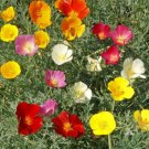 GG88 California Poppy Seed Mix California Mix 250 Seeds Or 1/2 Gram  USA Warehouse