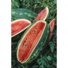 GG88 Congo Watermelon Seeds 25 Seeds NonGmo Large Red Meat USA Warehouse