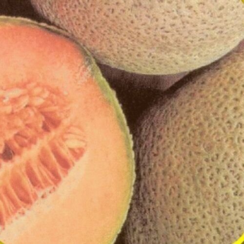 GG88 Top Mark Melon Seeds Heirloom NonGmo 25 Canalope Seeds USA Warehouse