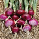 GG88 Red Burgundy Onion Seeds 200 Vegetable Garden Heirloom NonGmo USA Warehouse