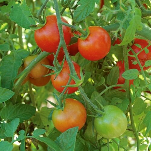 GG88 Large Red Cherry Tomato 25 Seeds Salad Heirloom NonGmo  USA Warehouse