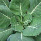 GG88 Collard Greens Seed Vates Heirloom Organic Non Gmo 50 Seeds Collard Green USA Warehouse