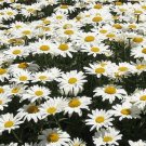 GG88 100Alaska Shasta Daisy Flower Seeds Native Wildflower Garden/Patio Containers USA Warehouse