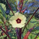 GG88 Red Burgundy Okra Seeds 25 Ct Vegetable Garden NonGmo Usa Seller USA Warehouse