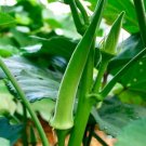 GG88 Okra Seeds Emerald 50 Ct Vegetable Garden NonGmo Heirloom Usa USA Warehouse