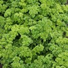 GG88 Parsley Triple Curled NonGmo 200 Seeds Garnish  USA Warehouse