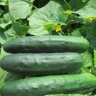 GG88 Marketmore 76 Cucumber Seeds NonGmo Heirloom 25 Fresh Garden Seeds. USA Warehouse