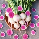 GG88 Watermelon Radish Seeds 100 Vegetable Garden NonGmo Usa Seller USA Warehouse
