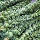 GG88 100 Long Island Improved Brussel Sprouts NonGmo Heirloom Vegetable Seeds   USA Warehouse