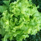 GG88 Lettuce Seeds 300Black Seeded Simpson Leaf Fresh Seed USA Warehouse