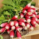 GG88 French Breakfast Radish 100 Seeds NonGmo Fast Harvest USA Warehouse