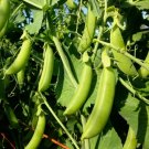 GG88 25 Cascadia Sweet Peas Organic Non Gmo USA Warehouse