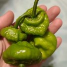 GG88 30 Authentic Jamaican Scotch Bonnet Pepper Seeds 100 000350 000 Sku USA Warehouse