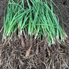 GG88 20 Organics Garlic Chives Live Plant Bare Roots Hardy Perennial Herb Jiu Cai Usa USA Warehouse