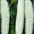 GG88 10 White Skin Bitter Gourd Seeds Bitter Melon Seeds Ku Gua Seeds Asian Fresh Usa USA Warehouse