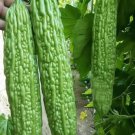 GG88 10 Green Skin Long Bitter Gourd Seeds Bitter Melon Seeds Ku Gua Asian Vegies Usa USA Warehouse