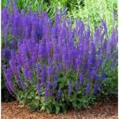 GG88 200  Vera Lavender Seeds English Lavender Herb True Lavender Perennial Herb Usa USA Warehouse
