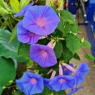 GG88 50 Heavenly Blue Star Morning Glory Seeds Climbing Vine Flower Fence Garden Usa USA Warehouse