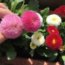 GG88 2000 English Daisy Seeds(Bellis Perennis) Mixed Perennial Wildflowers Usa USA Warehouse