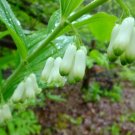 GG88 10 Seeds Solomon'S Seal Shade Perennial  USA Warehouse