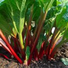 GG88 50 Seeds Glaskins Perpetual Red Rhubarb Perennial USA Warehouse
