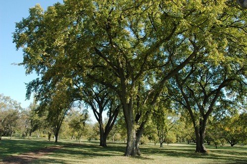 GG88 72 Seeds Elm Siberian Elm Tree Bonsai Usa  USA Warehouse