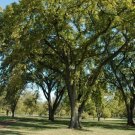 GG88 72 Seeds Elm Siberian Elm Tree Bonsai Usa  USA Warehouse