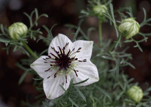 GG88 100 Seeds Black Cumin Roman Coriander Four Spice  USA Warehouse
