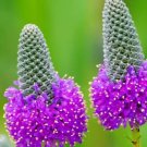 GG88 3Seeds Clover Purple Prairie Flower  USA Warehouse